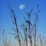 Logo_img--prairie-book081-Big-bluestem-and-moonset,-CHSP--ptd-BILLWITT